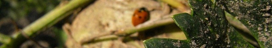 RIMG0127 (Mittel).JPG
